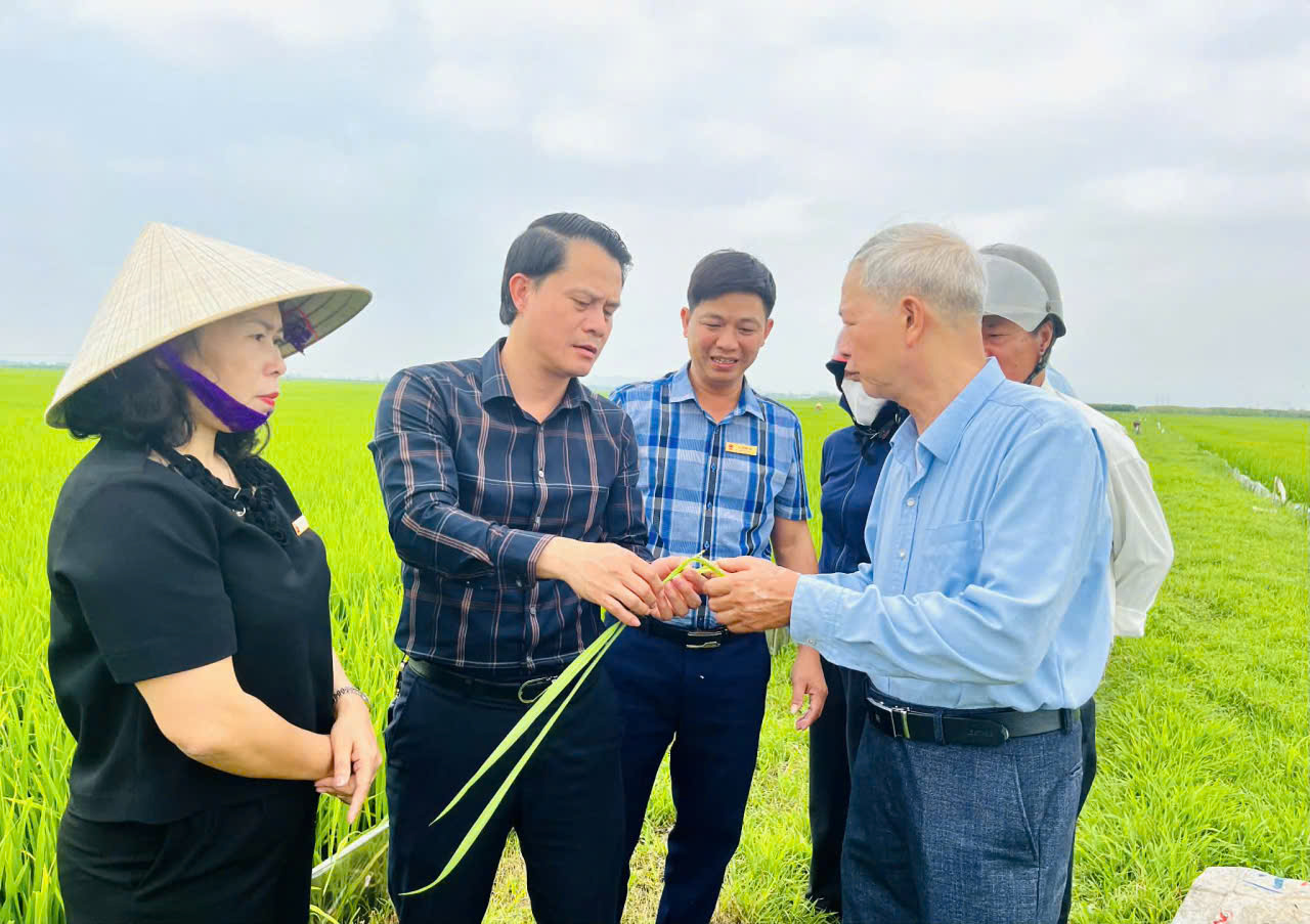Lãnh đạo xã Đức Minh kiểm tra tình hình sinh trưởng, phát triển lúa vụ Xuân tại các xứ đồng