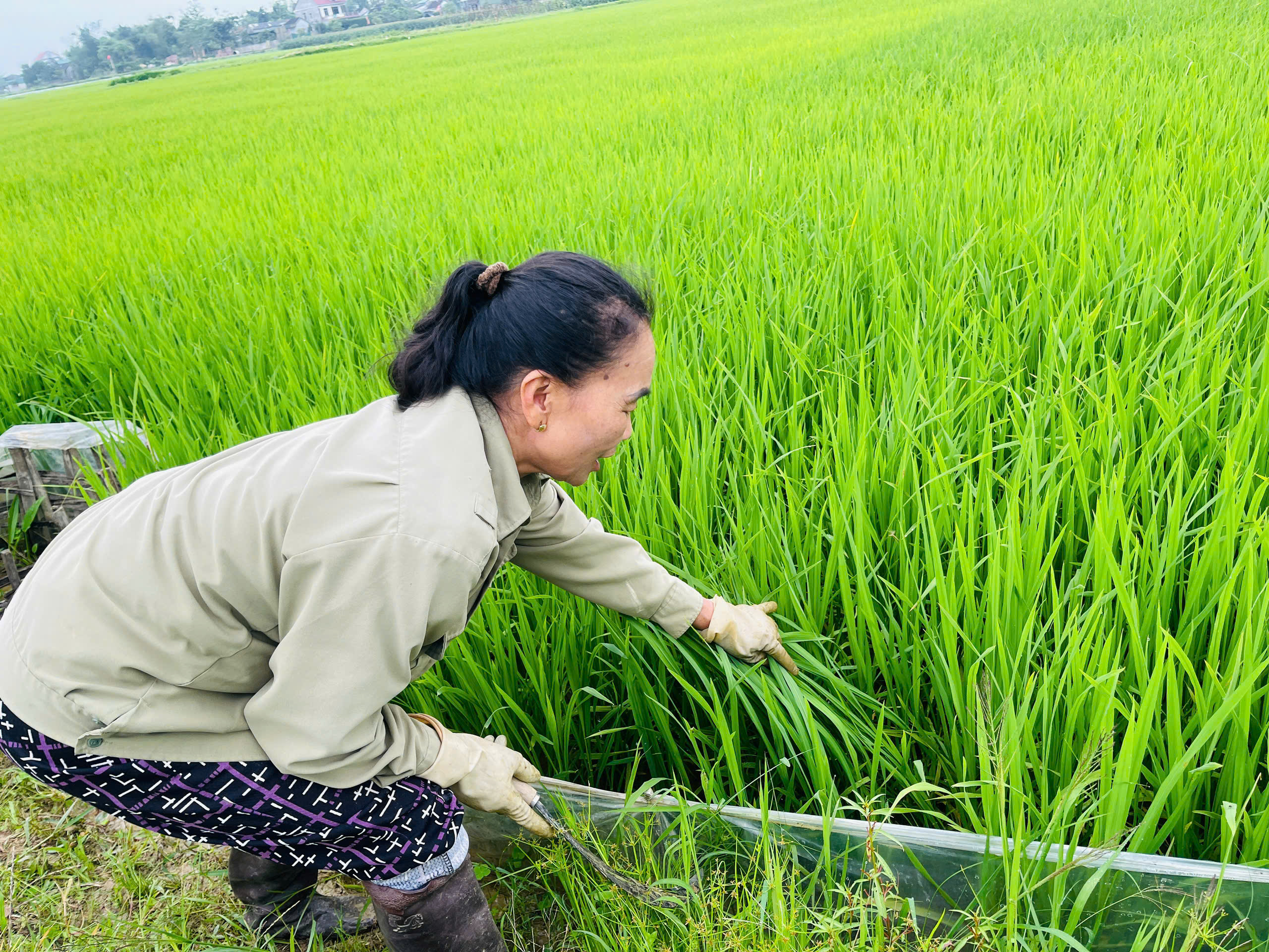 Đức Minh chủ động chăm sóc lúa xuân, phòng trừ sâu bệnh