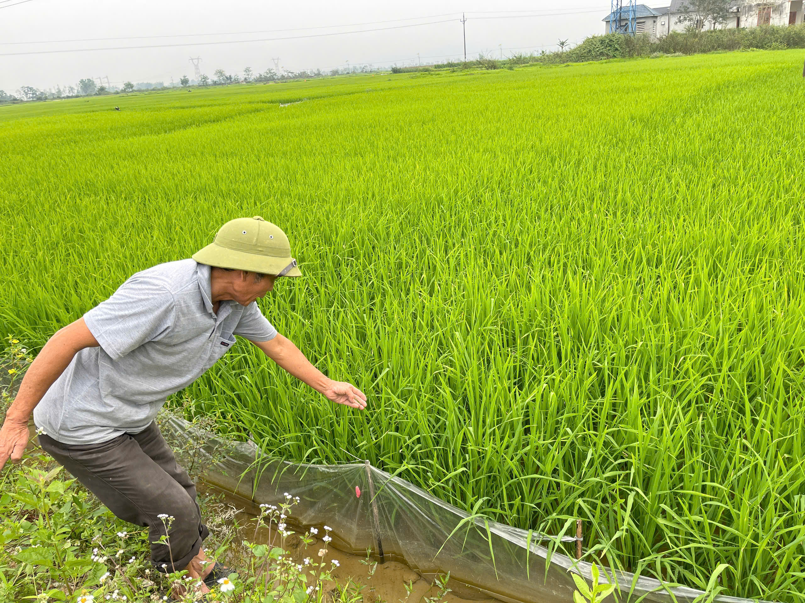 &ocirc;ng b&igrave;nh.jpg