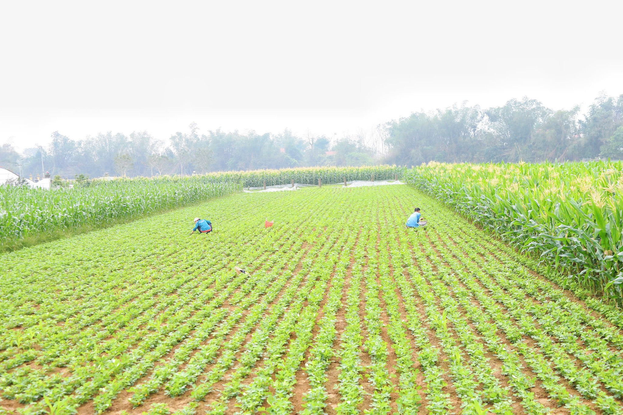 Nông dân Đức Minh tích cực phòng trừ sâu bệnh, bảo vệ năng suất lạc xuân