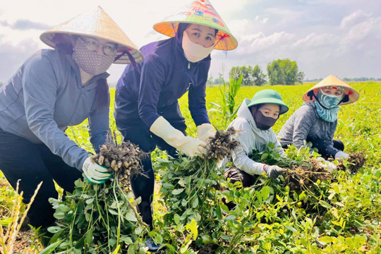 Đức Minh chung tay hỗ trợ nhân dân thu hoạch lúa, lạc sau mưa giông