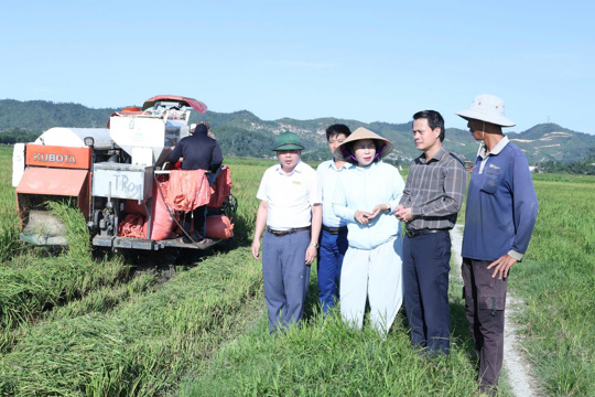 Đức Minh: Thu hoạch lúa hè thu chạy lụt