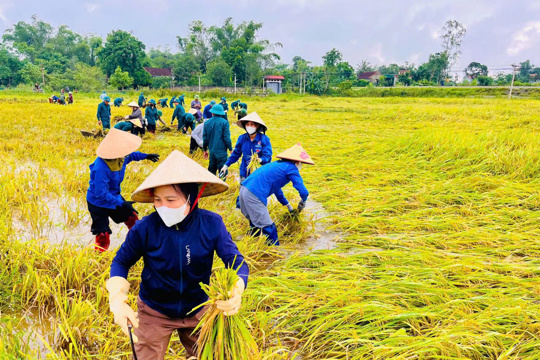 Cán bộ xã Đức Minh giúp dân thu hoạch lúa