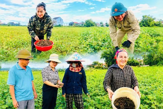 Đậu hè thu được giá, nông dân Đức Minh phấn khởi thu hoạch